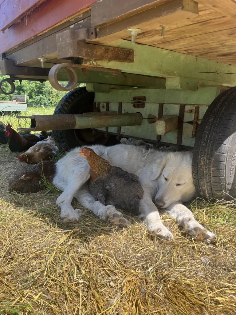 Ein großer weißer Herdenschutz-Hund liegt unter einem Anhänger, eng umgeben von mehreren Hühnern.