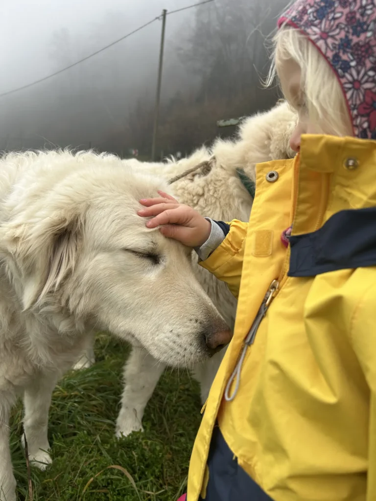 Ein Kind in gelber Regenjacke berührt den Kopf eines weißen Herdenschutzhundes auf einer Wiese.