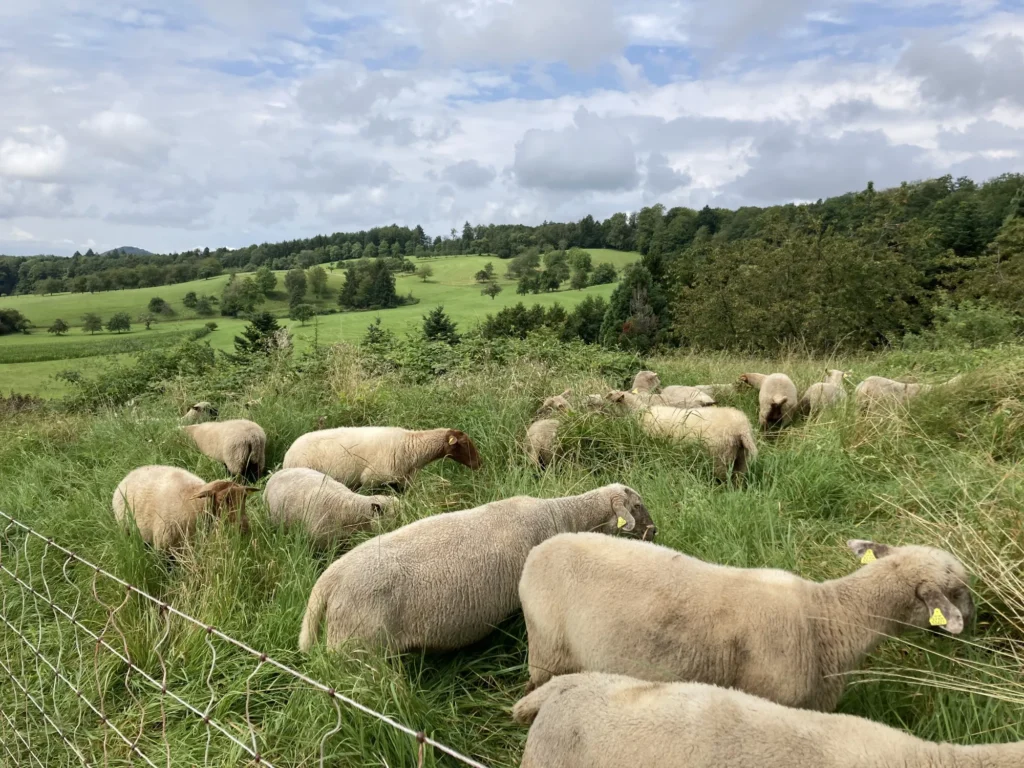 Mehrere Schafe grasen auf einer grünen Weide mit Hügeln und Bäumen im Hintergrund.