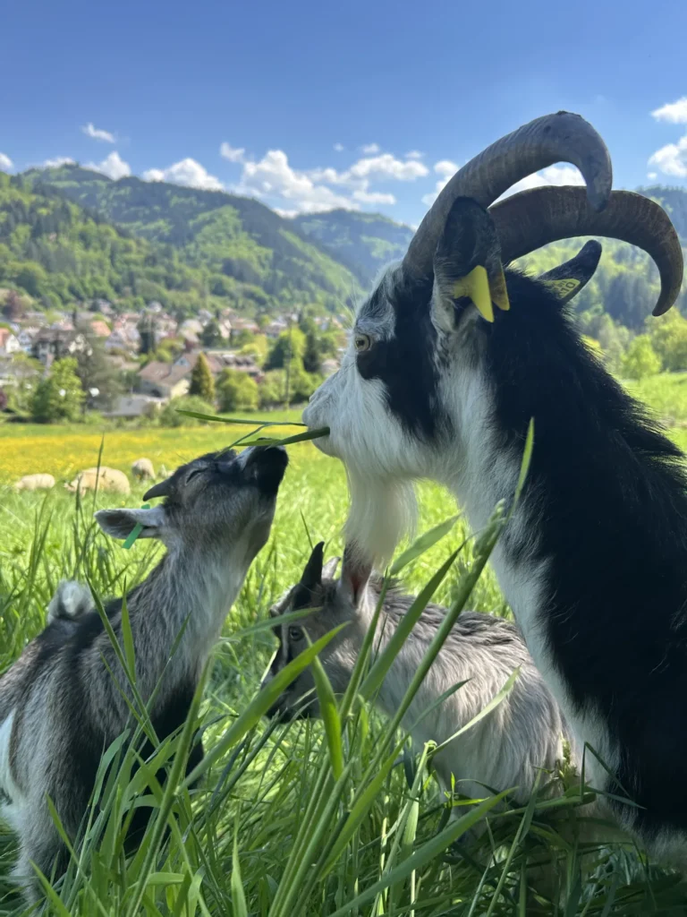 Drei Ziegen stehen auf einer Wiese, im Hintergrund Hügel, ein Dorf und blauer Himmel.