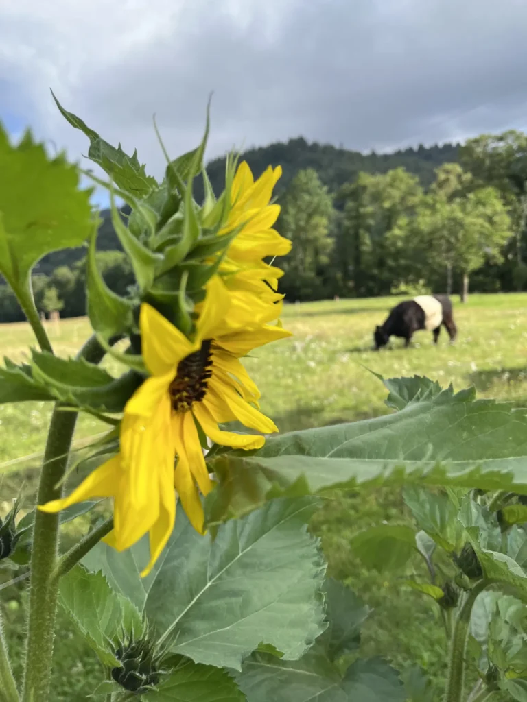 Eine gelbe Sonnenblume steht im Vordergrund, dahinter grast eine schwarz‑weiße Kuh auf einer Wiese.