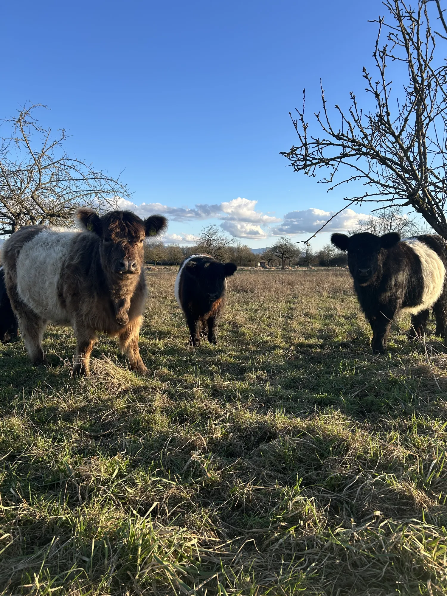 Drei Belted‑Galloway‑Kühe stehen auf einer offenen Wiese unter blauem Himmel.