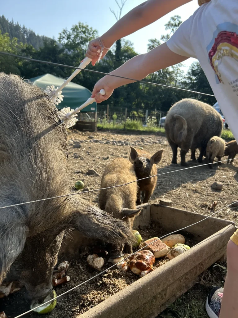 Kinder bürsten ein Schwein durch einen Zaun, während weitere Schweine im Gehege fressen.