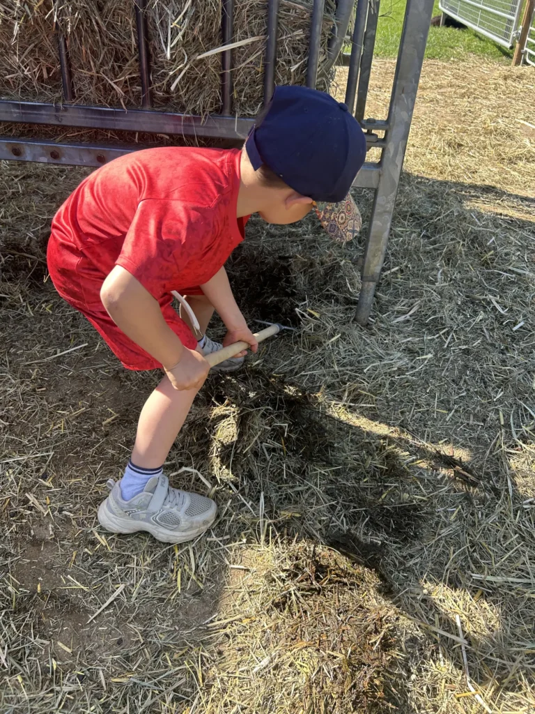 Ein Kind schaufelt Heu neben einer Futterraufe auf einem Bauernhof. Bauernhof erleben mit allen Sinnen.