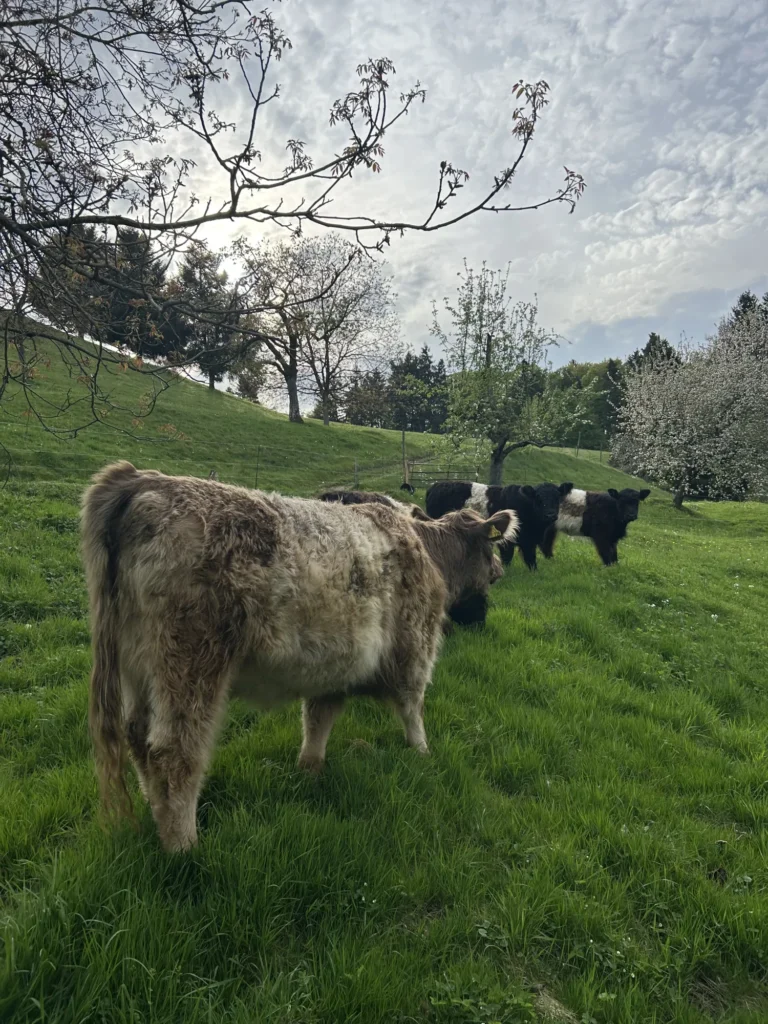 Belted Galloway Kühe grasen auf einer grünen Wiese im Naturpark Südschwarzwald.