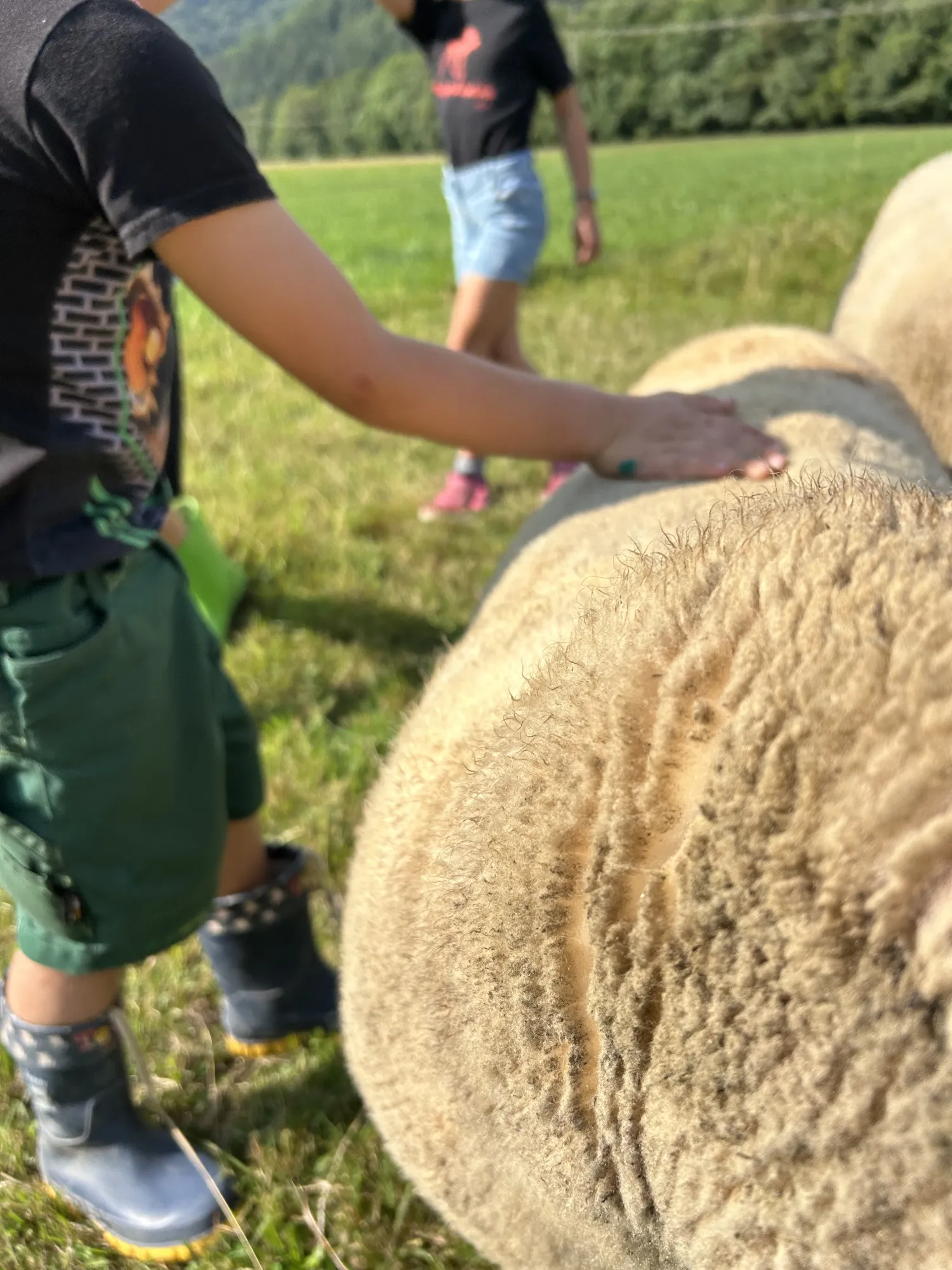 Kinder streicheln ein Schaf auf einer Wiese.