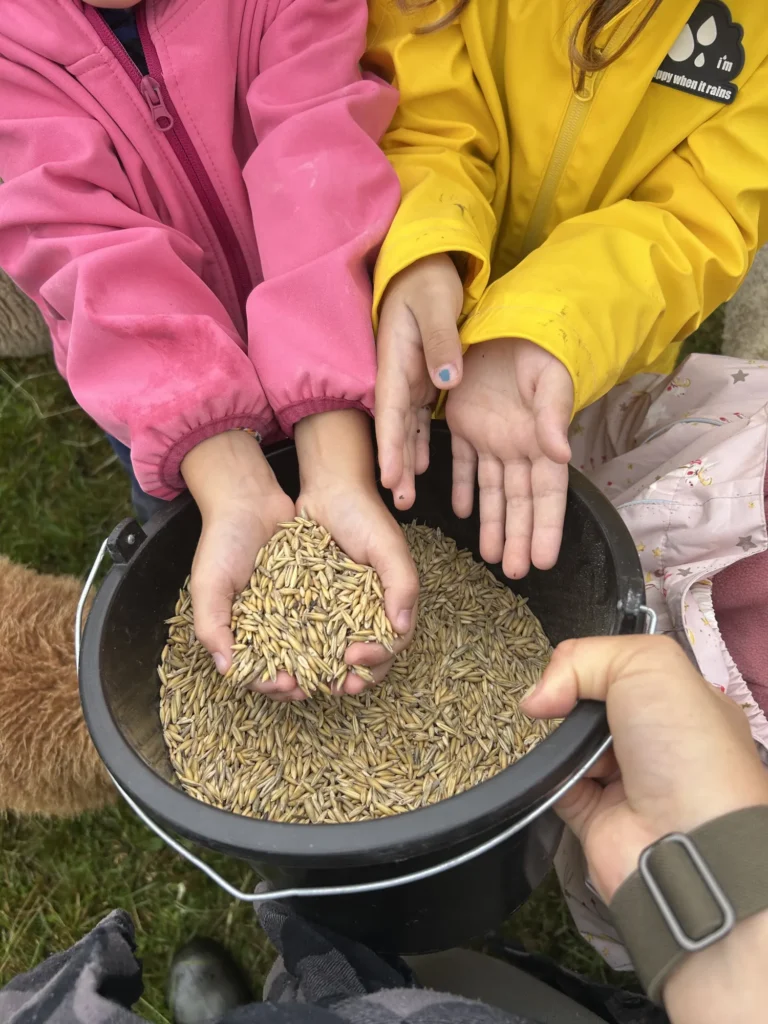 Kinder greifen in einen Eimer mit Getreide und nehmen Körner in die Hände.