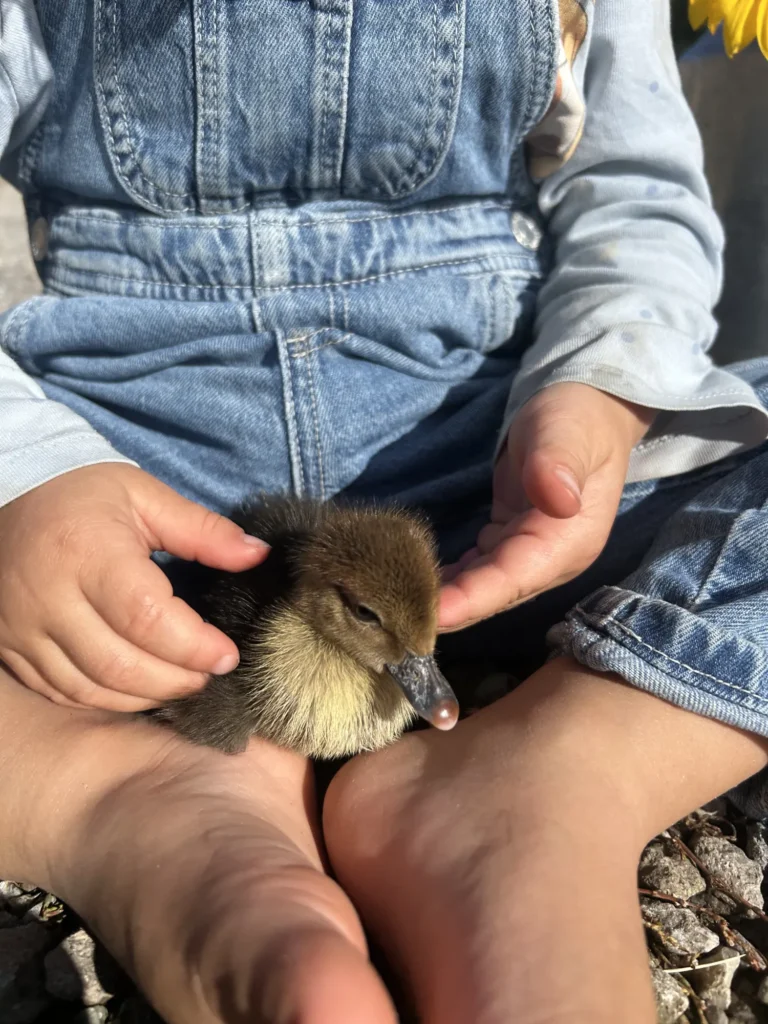 Ein Kind sitzt barfuß auf dem Boden und hält ein kleines Entenküken zwischen den Füßen.