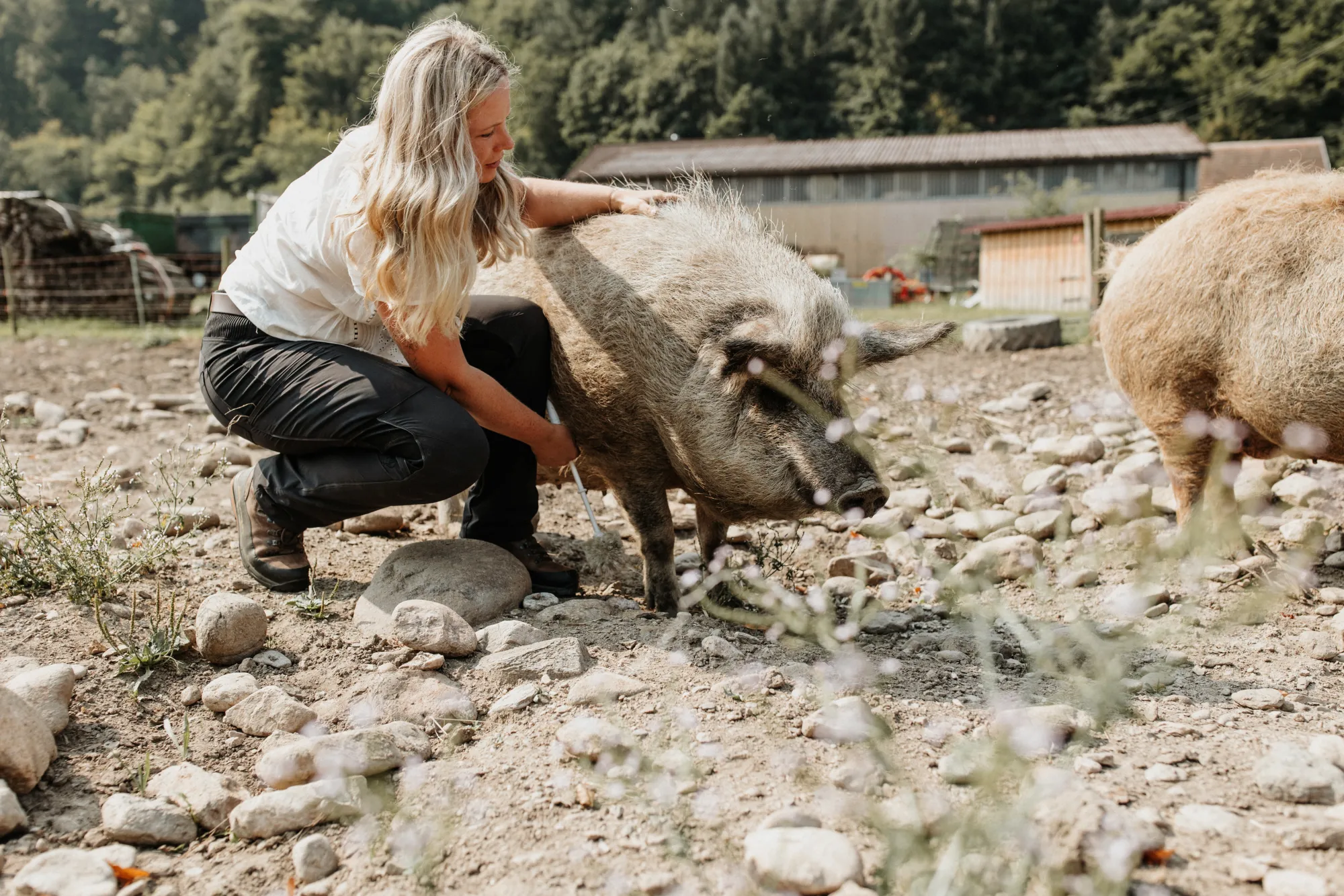 Person im Kontakt mit einem Schwein auf dem Basilishof Eine Person hockt vor einem Schwein und berührt es sanft in einem Außenbereich des Hofes.
