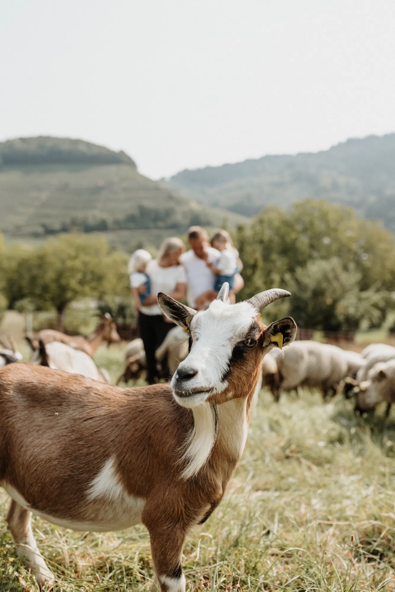 Ziege auf der Wiese vor Familie und Herde Eine braun‑weiße Ziege steht auf einer Wiese, im Hintergrund sind Schafe, Ziegen und eine Familie mit zwei Kindern zu sehen.