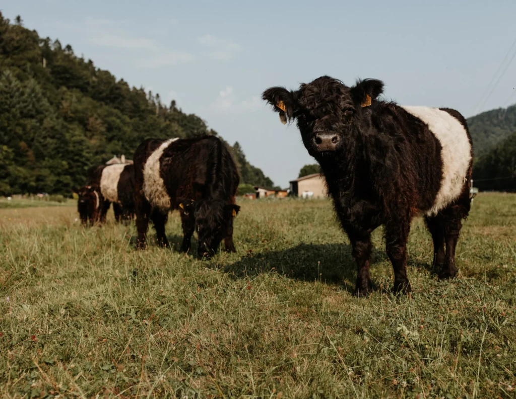 Mehrere Belted‑Galloway‑Kühe stehen und grasen auf einer grünen Wiese vor Hügeln und Bäumen.