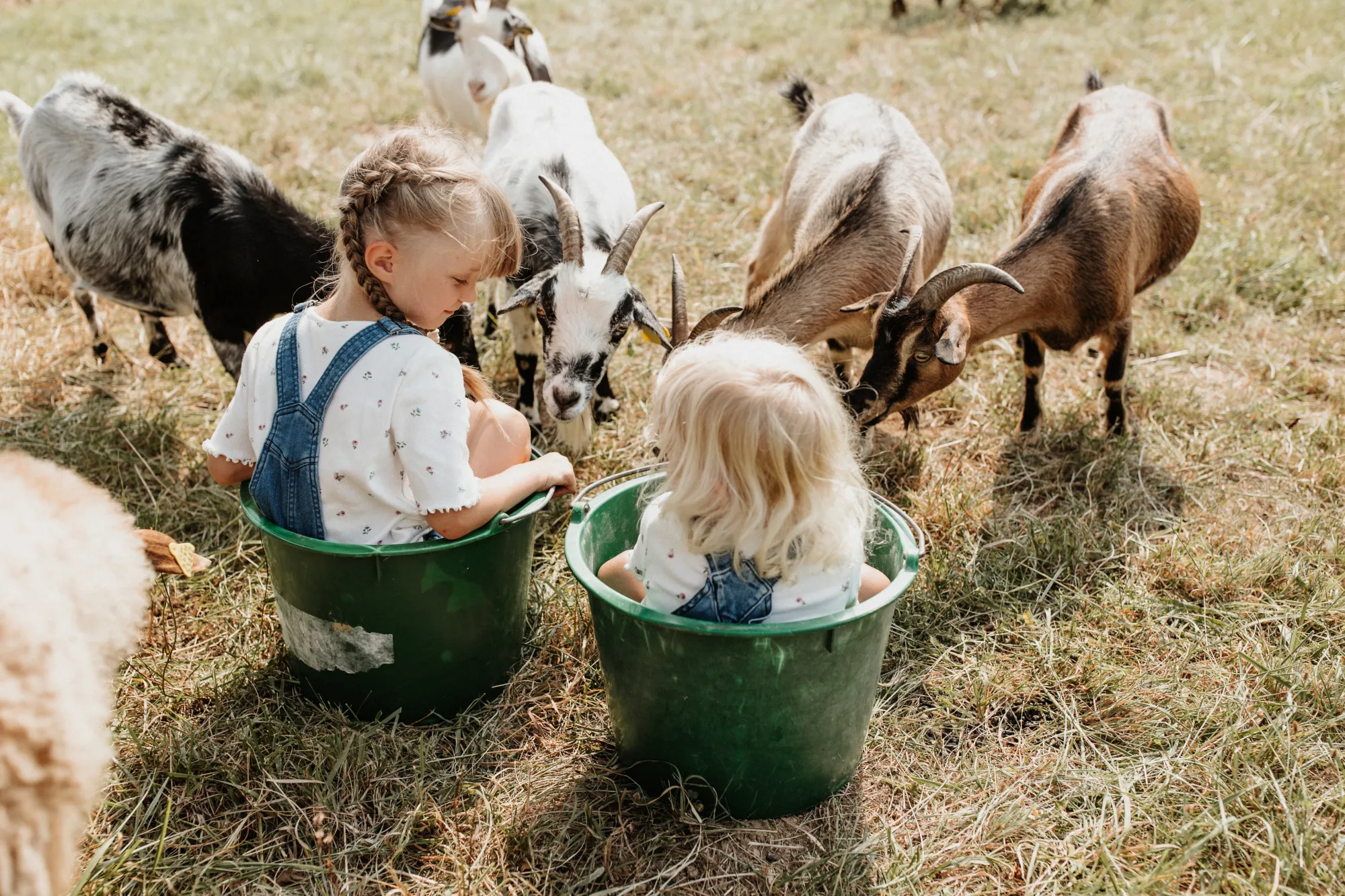 Kinder in Wannen zwischen Ziegen auf der Wiese Zwei Kinder sitzen in grünen Wannen auf einer Wiese, während mehrere Ziegen um sie herum stehen.
