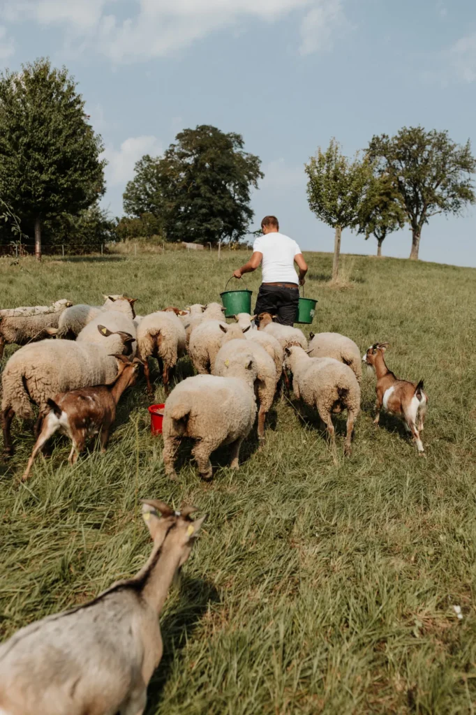 Eine Person trägt zwei grüne Eimer über eine Wiese, während Schafe und Ziegen um sie herum laufen.
