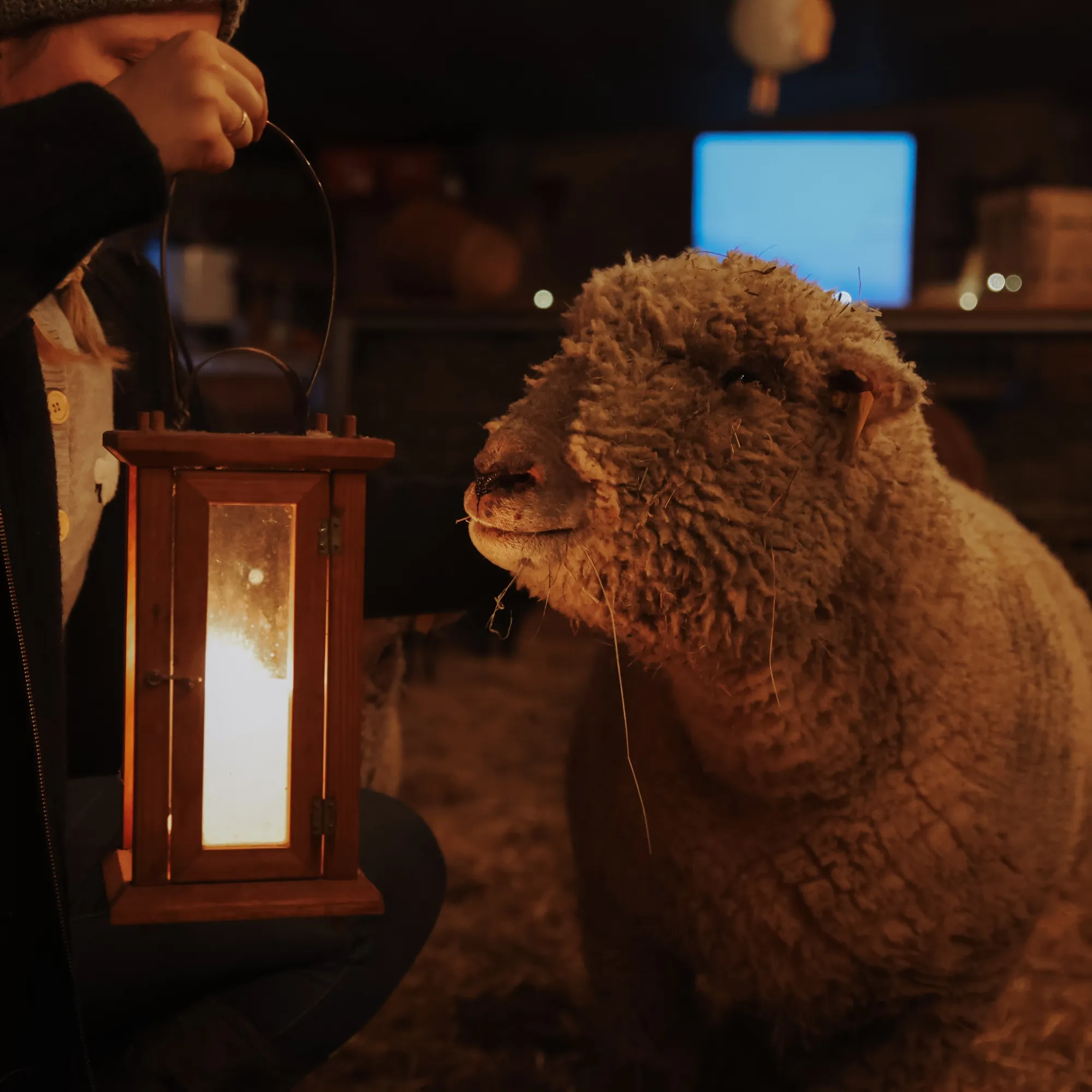 Weihnachtsbesinnung im Schafstall mit Schaf