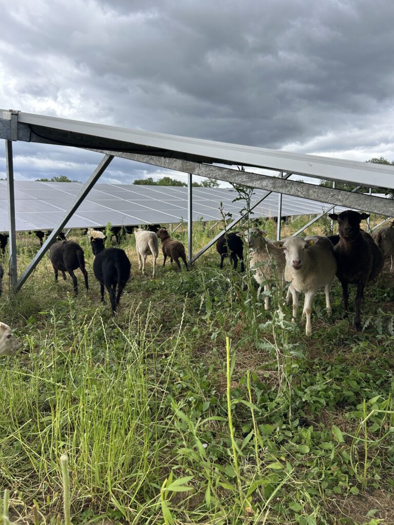 Schafe befinden sich in einem Solarpark unter Solarmodulen.